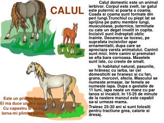 CALUL