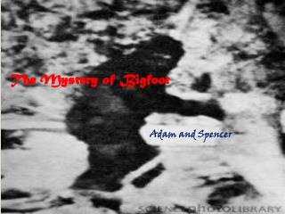 The Mystery of Bigfoot