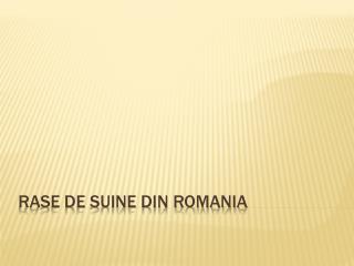 RASE DE SUINE DIN ROMANIA