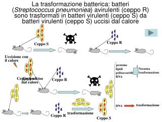 Uccisione con il calore