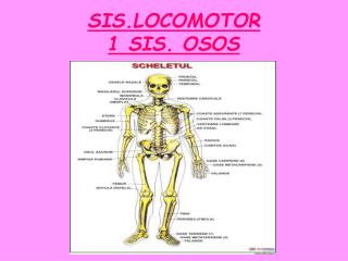 SIS.LOCOMOTOR 1 SIS. OSOS