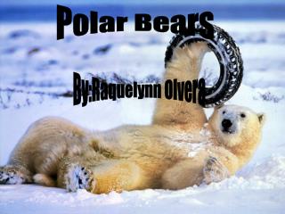 Polar Bears