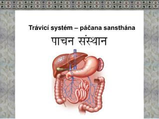 Trávicí systém – páčana sansthána