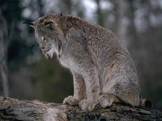 Lynx Lynx canadensis