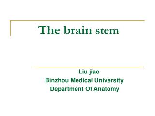 The brain stem