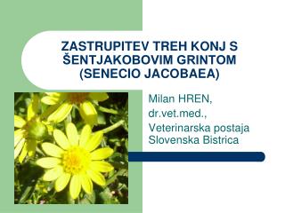 ZASTRUPITEV TREH KONJ S ŠENTJAKOBOVIM GRINTOM (SENECIO JACOBAEA)