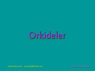 Orkideler