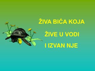 ŽIVA BIĆA KOJA