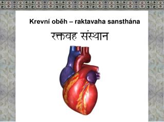 Krevní oběh – raktavaha sansthána