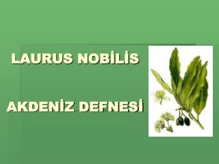 LAURUS NOBİLİS AKDENİZ DEFNESİ