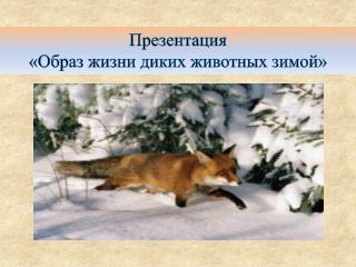 Презентация «Образ жизни диких животных зимой»