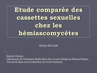 Etude comparée des cassettes sexuelles chez les hémiascomycètes