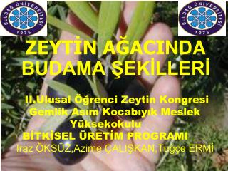 ZEYTİN AĞACI NDA BUDAMA ŞEKİLLERİ