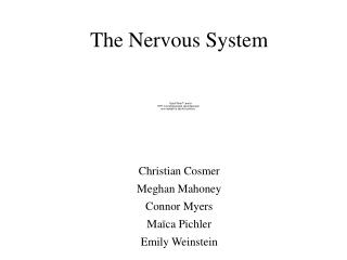 The Nervous System