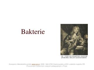 Bakterie