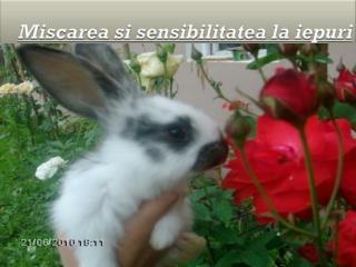 Miscarea si sensibilitatea la iepuri
