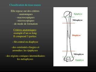 Classification du tissu osseux