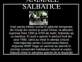 ANIM ALE SALBATICE