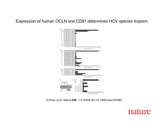 A Ploss et al. Nature 000 , 1-5 (2009) doi:10.1038/nature07684