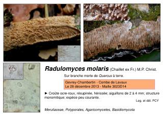 Radulomyces molaris (Chaillet ex Fr.) M.P. Christ.