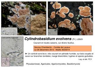 Cylindrobasidium evolvens (Fr.) Jülich