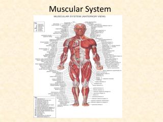 Muscular System