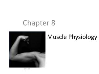 Muscle Physiology