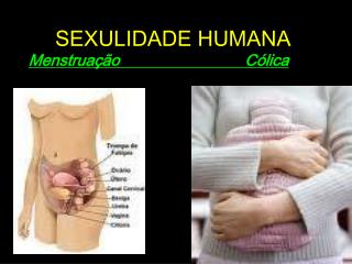 SEXULIDADE HUMANA