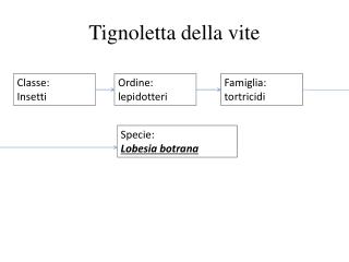 Tignoletta della vite