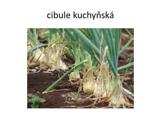 cibule kuchyňská