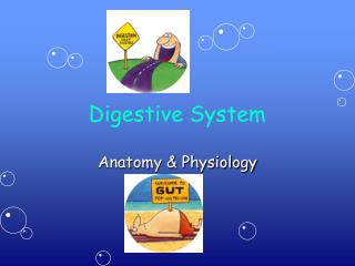 Digestive System