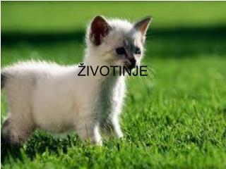 ŽIVOTINJE