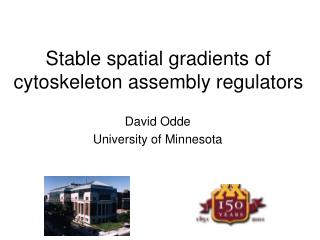 Stable spatial gradients of cytoskeleton assembly regulators