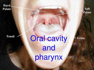 PPT - Reconstruction of the Oral Cavity PowerPoint Presentation - ID:337190