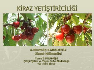 KİRAZ YETİŞTİRİCİLİĞİ