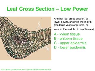 Leaf Cross Section – Low Power