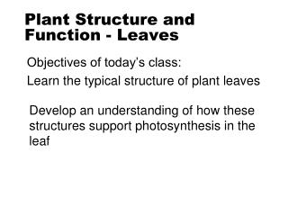 Plant Structure and Function - Leaves