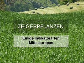 ZEIGERPFLANZEN