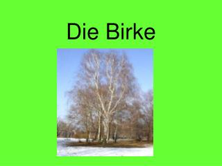 Die Birke