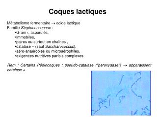 Coques lactiques