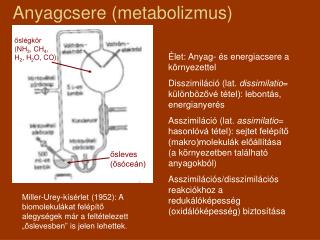 Anyagcsere (metabolizmus)