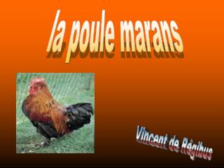 la poule marans