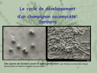 Le cycle de développement d’un champignon ascomycète: Sordaria