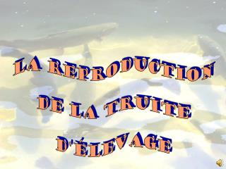 La reproduction de la truite d'élevage