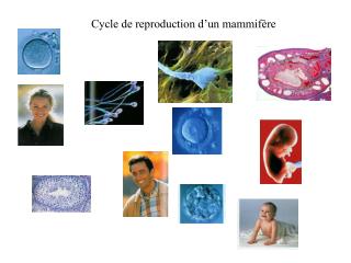 Cycle de reproduction d’un mammifère