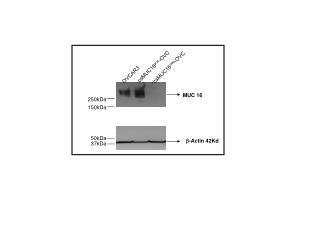 OVCAR3