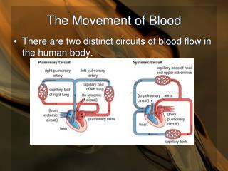 The Movement of Blood