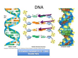 DNA