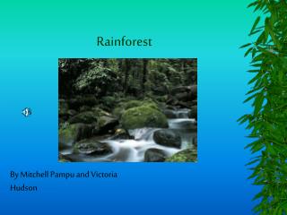 Rainforest