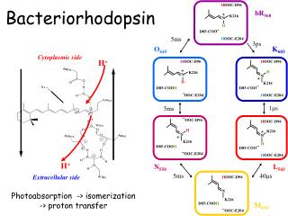 Bacteriorhodopsin